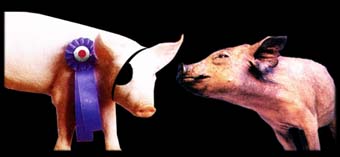 News_Cochon.JPG (11228 octets)